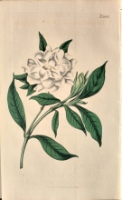 Curtis 35
